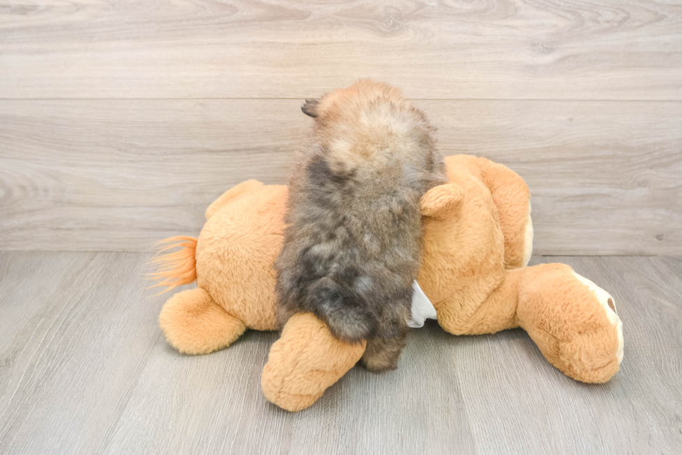 Small Pomeranian Purebred Pup