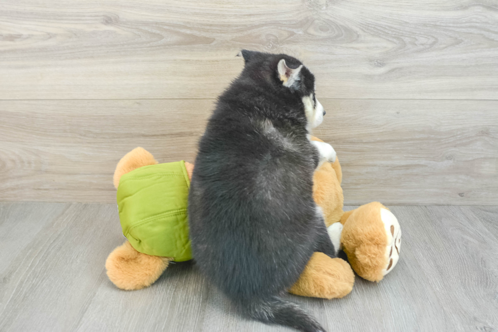 Sweet Pomsky Baby