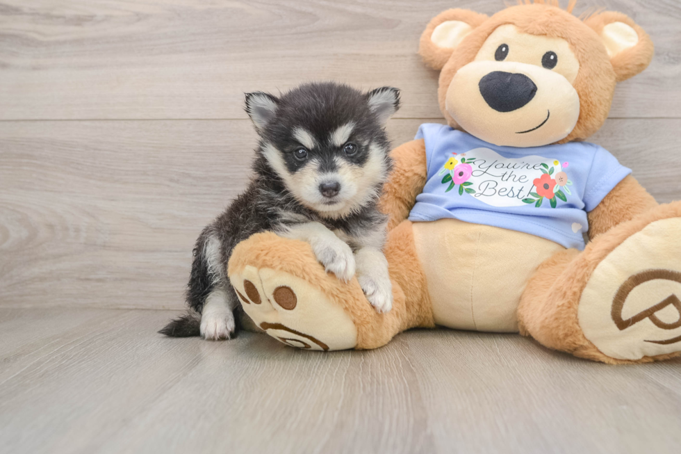 Best Pomsky Baby