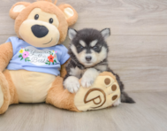 7 week old Pomsky Puppy For Sale - Simply Southern Pups