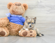 8 week old Pomsky Puppy For Sale - Simply Southern Pups