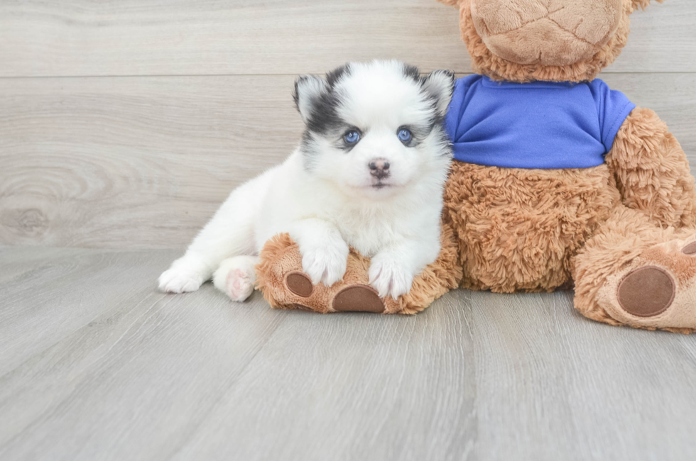 5 week old Pomsky Puppy For Sale - Simply Southern Pups