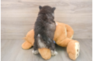 Pomsky Puppy for Adoption