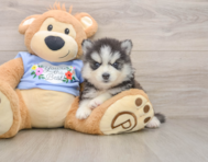 7 week old Pomsky Puppy For Sale - Simply Southern Pups