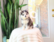 8 week old Pomsky Puppy For Sale - Simply Southern Pups
