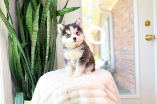 Cute Husky and Pomeranian Mix Designer Puppy