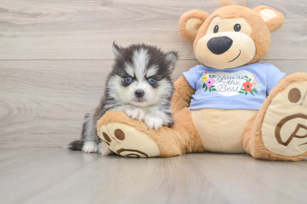 Smart Pomsky Designer Pup
