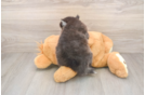 Petite Pomsky Designer Pup
