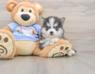 8 week old Pomsky Puppy For Sale - Simply Southern Pups