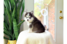 Pomsky Puppy for Adoption