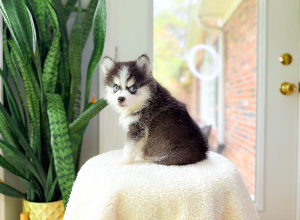 Pomsky Puppy for Adoption