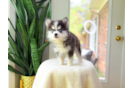 Cute Pomsky Designer Pup
