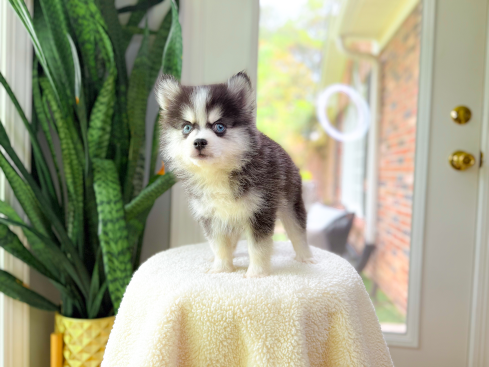 Cute Pomsky Designer Pup