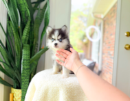 9 week old Pomsky Puppy For Sale - Simply Southern Pups