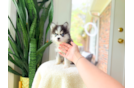 Cute Pomsky Baby
