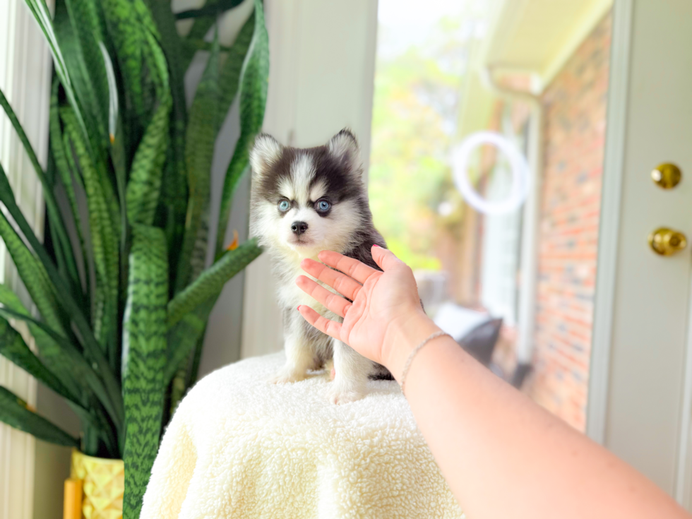 Cute Pomsky Baby