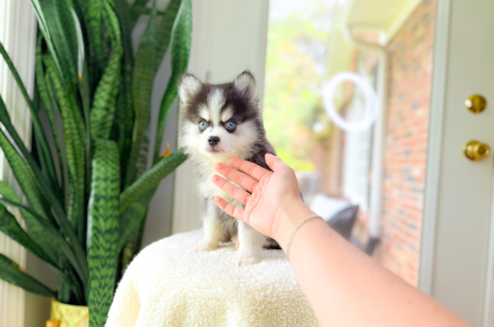 Cute Pomsky Baby