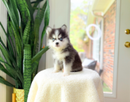 8 week old Pomsky Puppy For Sale - Simply Southern Pups