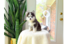 Best Pomsky Baby