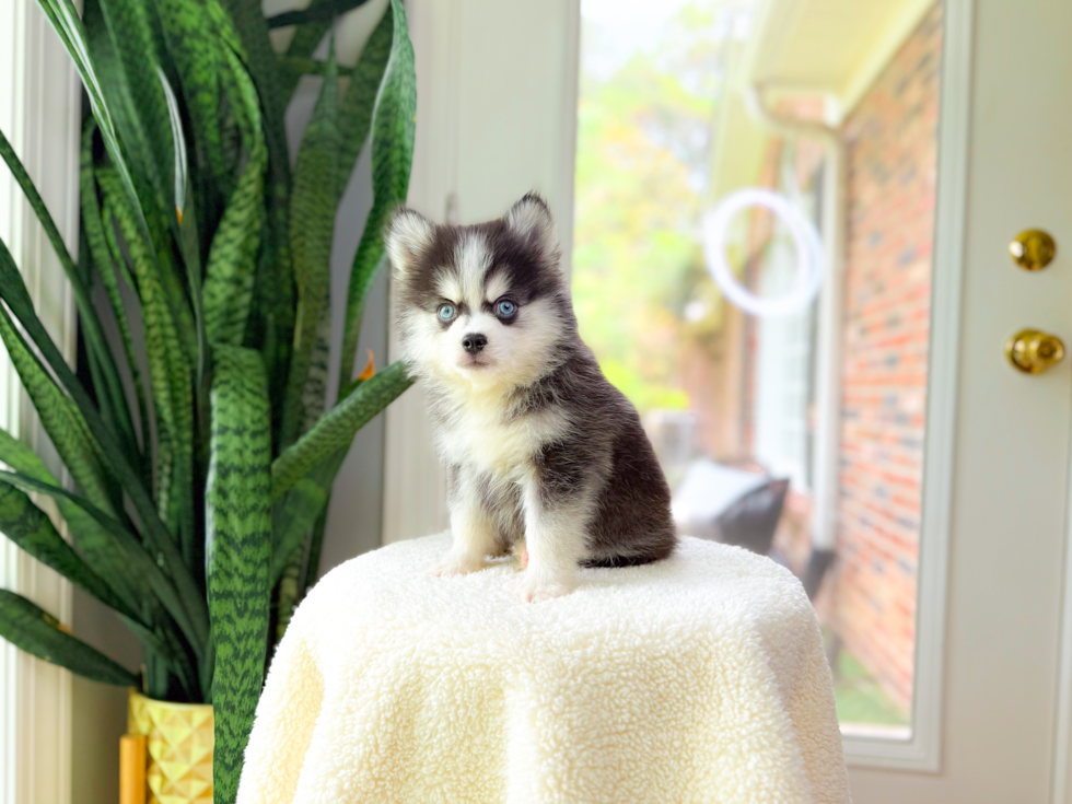 Best Pomsky Baby