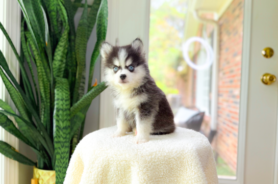 Best Pomsky Baby