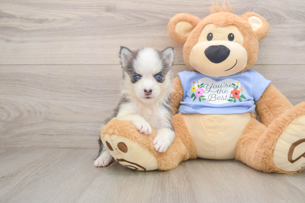 Little Husky and Pomeranian Mix Designer Puppy