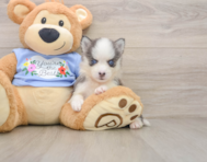 5 week old Pomsky Puppy For Sale - Simply Southern Pups