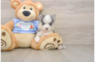 Little Husky and Pomeranian Mix Designer Puppy