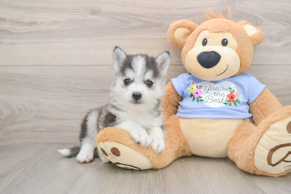 Best Pomsky Baby