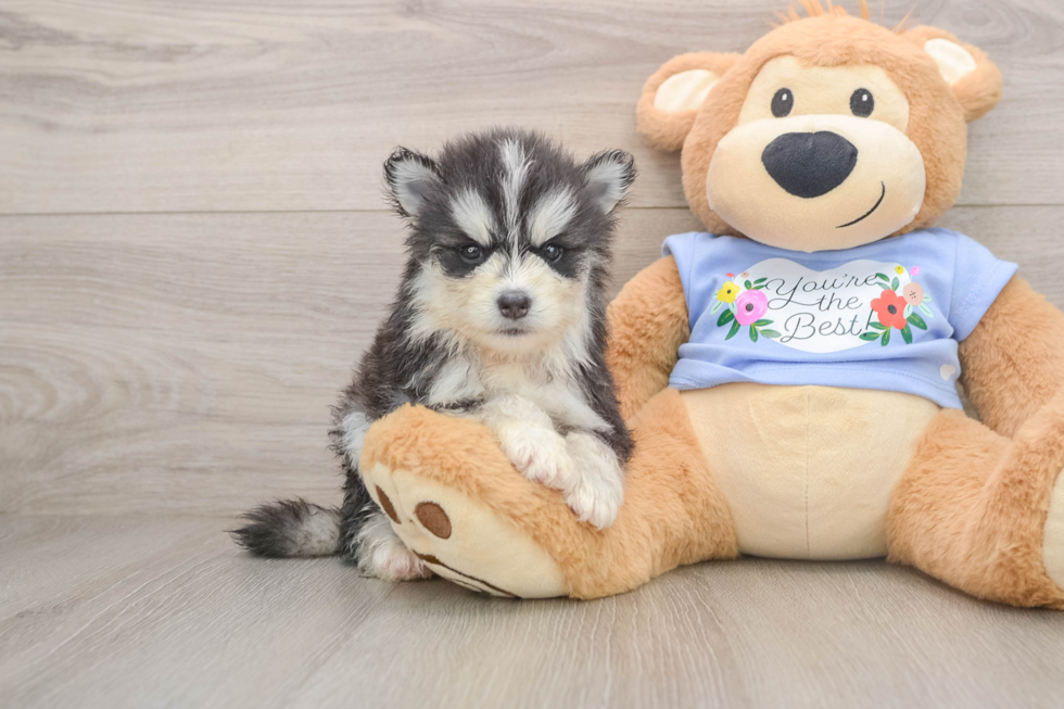 Best Pomsky Baby
