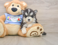 5 week old Pomsky Puppy For Sale - Simply Southern Pups