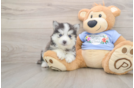 Small Pomsky Baby
