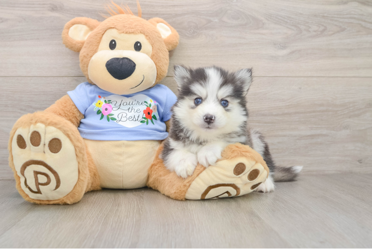 Best Pomsky Baby