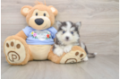 Best Pomsky Baby