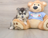 5 week old Pomsky Puppy For Sale - Simply Southern Pups