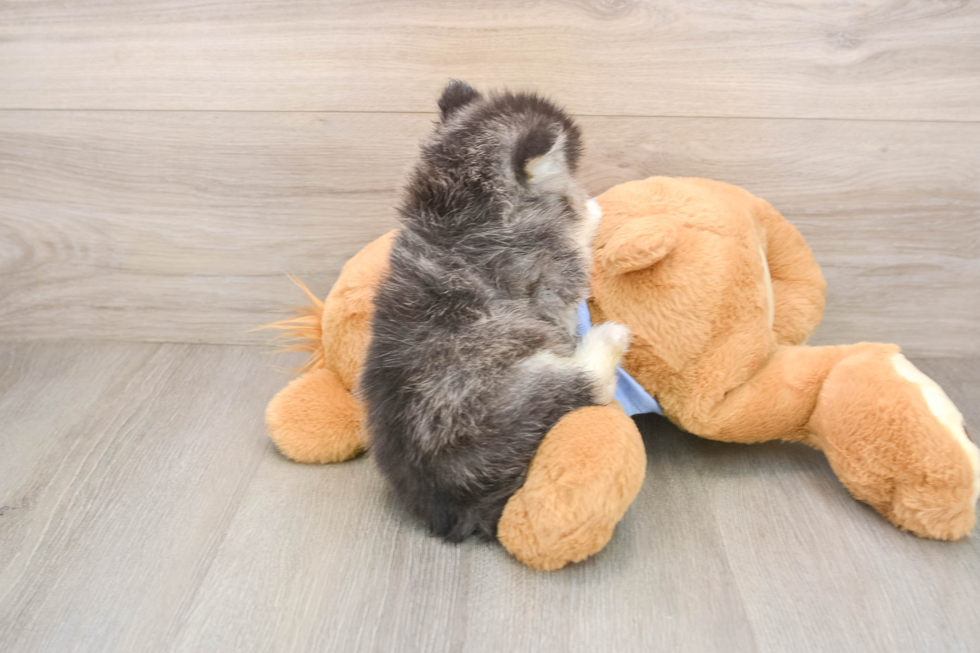 Fluffy Pomsky Designer Pup