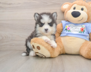 5 week old Pomsky Puppy For Sale - Simply Southern Pups