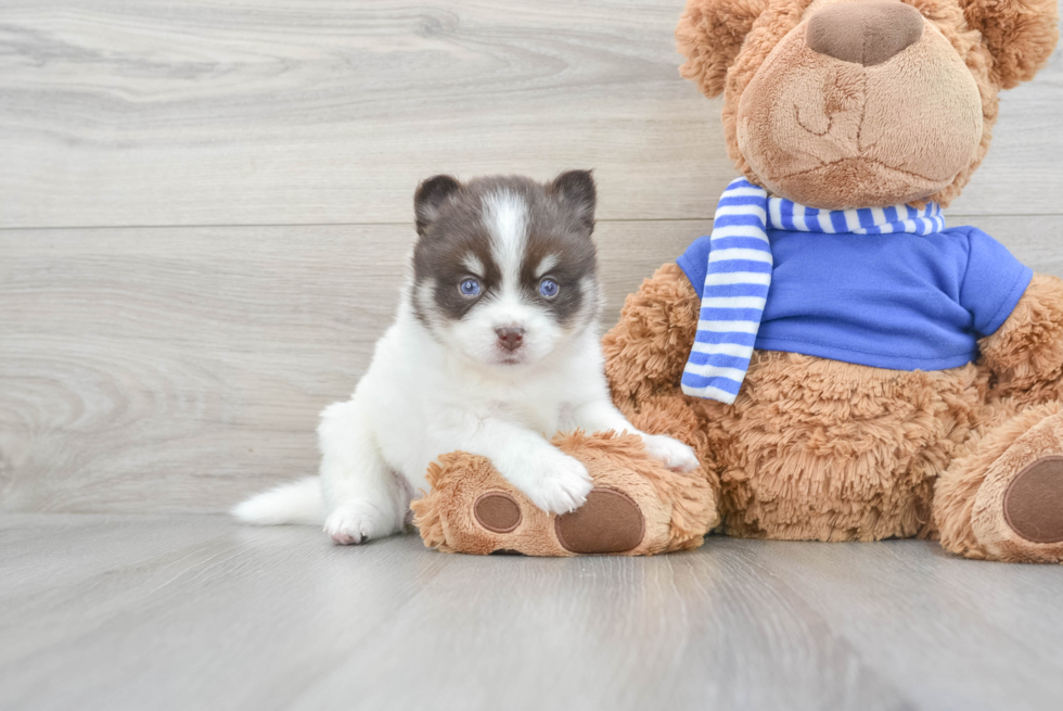 Friendly Pomsky Baby