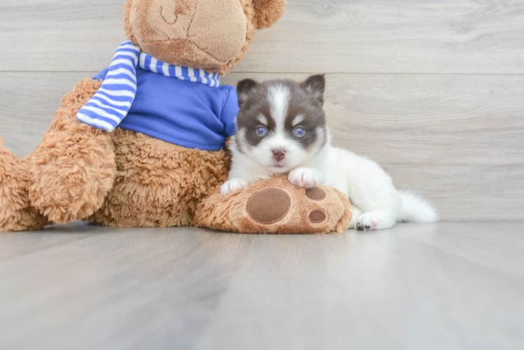 Best Pomsky Baby
