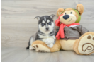 Pomsky Puppy for Adoption