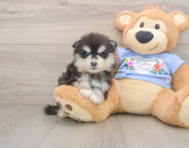 6 week old Pomsky Puppy For Sale - Simply Southern Pups