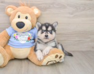 5 week old Pomsky Puppy For Sale - Simply Southern Pups