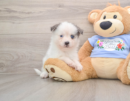 6 week old Pomsky Puppy For Sale - Simply Southern Pups