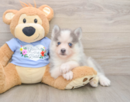 5 week old Pomsky Puppy For Sale - Simply Southern Pups