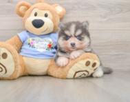 5 week old Pomsky Puppy For Sale - Simply Southern Pups