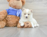 7 week old Pomsky Puppy For Sale - Simply Southern Pups