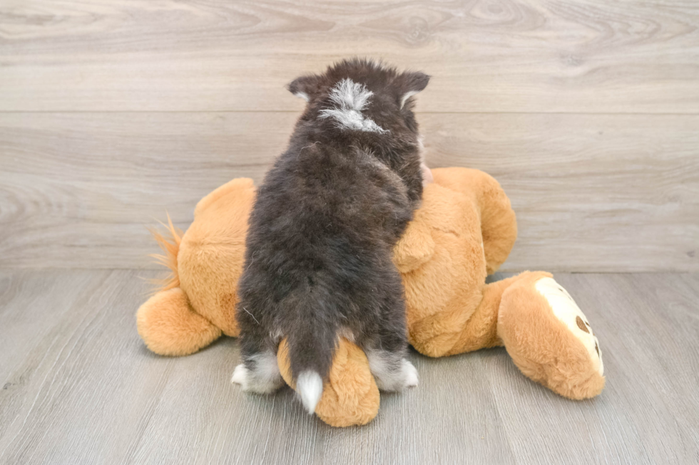 Pomsky Puppy for Adoption