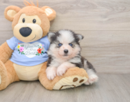 5 week old Pomsky Puppy For Sale - Simply Southern Pups