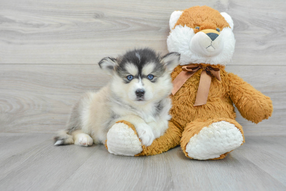Pomsky Puppy for Adoption
