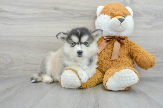 Pomsky Puppy for Adoption